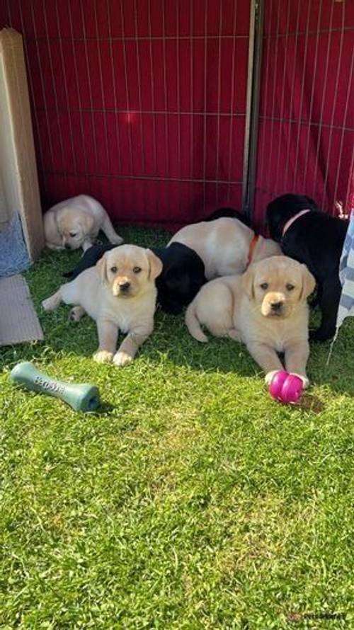 Beautiful KC Registered Labrador Puppies for sale in Singleborough, Buckinghamshire - Image 2