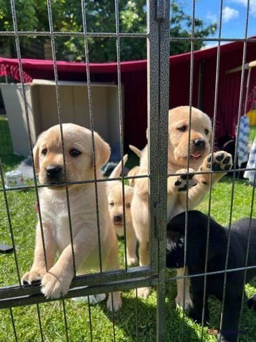 Beautiful KC Registered Labrador Puppies for sale in Singleborough, Buckinghamshire - Image 3
