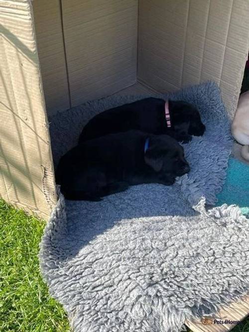 Beautiful KC Registered Labrador Puppies for sale in Singleborough, Buckinghamshire - Image 5