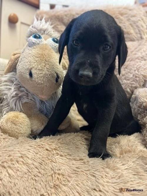 *3 boys ready to go!* KCReg Black Working Lab Pups for sale in Turkdean, Cheltenham - Image 2