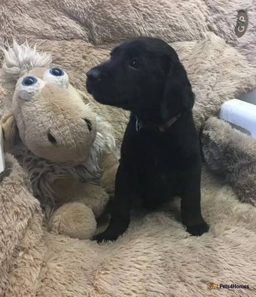 *3 boys ready to go!* KCReg Black Working Lab Pups for sale in Turkdean, Cheltenham - Image 3