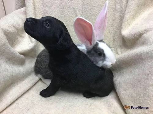 *3 boys ready to go!* KCReg Black Working Lab Pups for sale in Turkdean, Cheltenham - Image 4