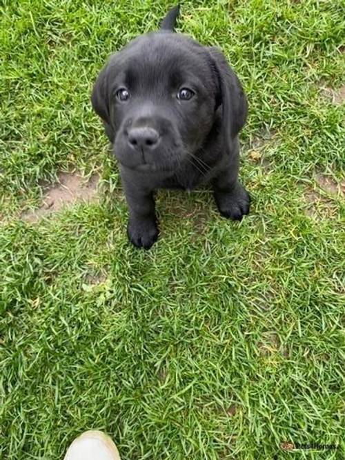 Labrador puppy for sale in Eldersfield, Gloucester - Image 2