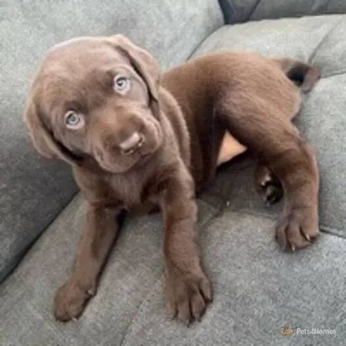 *Last 2* Chunky Chocolate Labrador Puppies for sale in Wellow, Newark - Image 1
