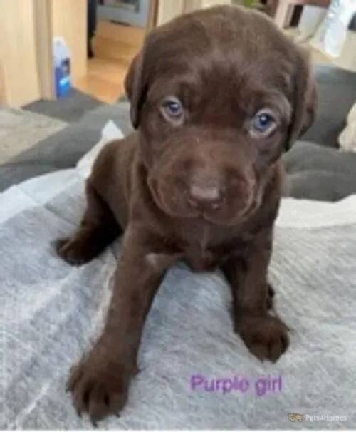 *Last 2* Chunky Chocolate Labrador Puppies for sale in Wellow, Newark - Image 4