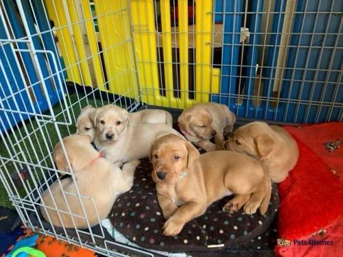 Labrador Retriever Litter fox red for sale in Brackley, Northamptonshire - Image 1