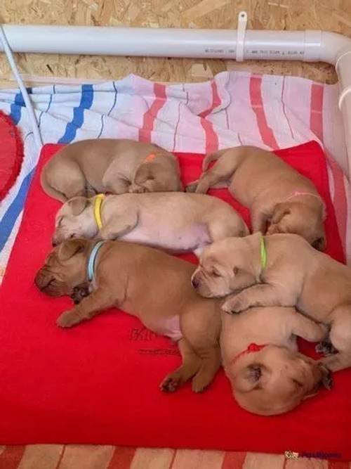 Labrador Retriever Litter fox red for sale in Brackley, Northamptonshire - Image 4