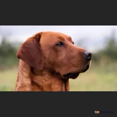 KC Registered Fox Red Labrador Puppies for sale in Pickering, North Yorkshire - Image 2