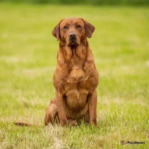 KC Registered Fox Red Labrador Puppies for sale in Pickering, North Yorkshire - Image 3