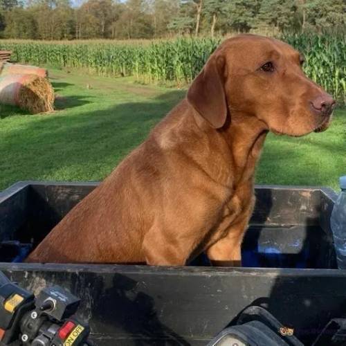 KC Registered Fox Red Labrador Puppies for sale in Pickering, North Yorkshire - Image 4