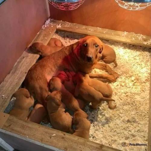 KC Registered Fox Red Labrador Puppies for sale in Pickering, North Yorkshire - Image 5