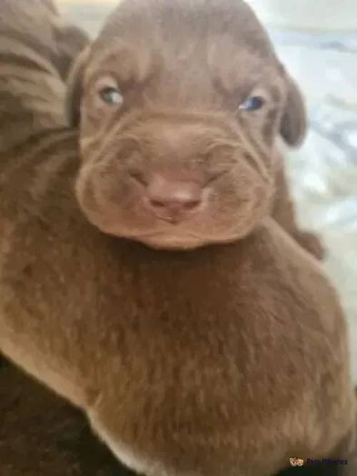 beautiful chunky chocolate labrador for sale in Penrhos, Swansea - Image 1