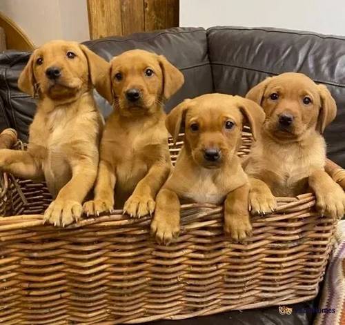 Red Fox puppies for sale in Hiraethog, Ruthin - Image 2