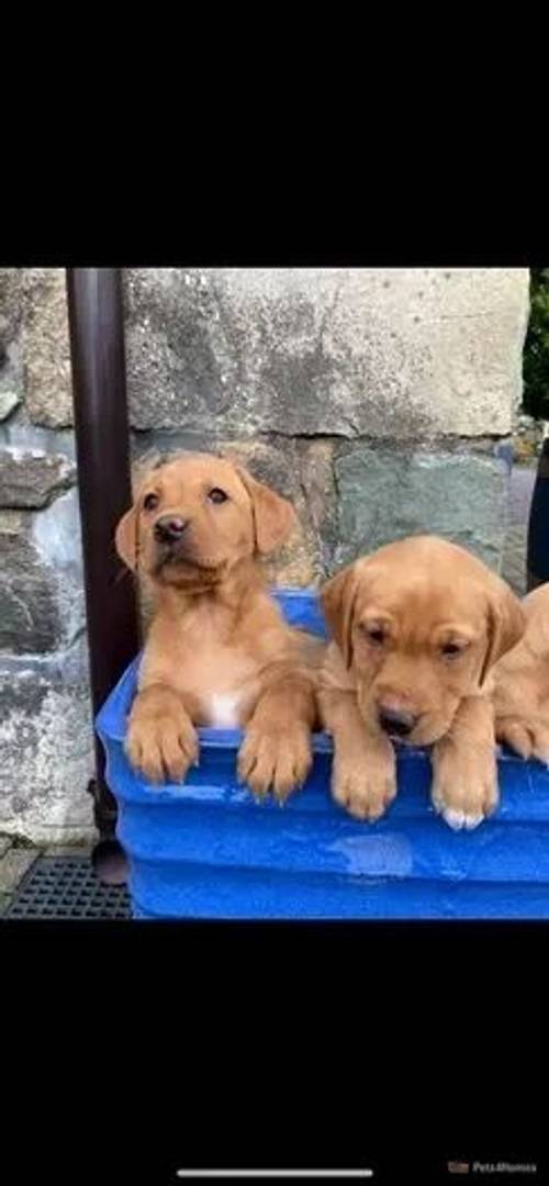 Stunning K.C Registered Fox Red Puppies Ready Now for sale in Blaenau Ffestiniog, Gwynedd - Image 3