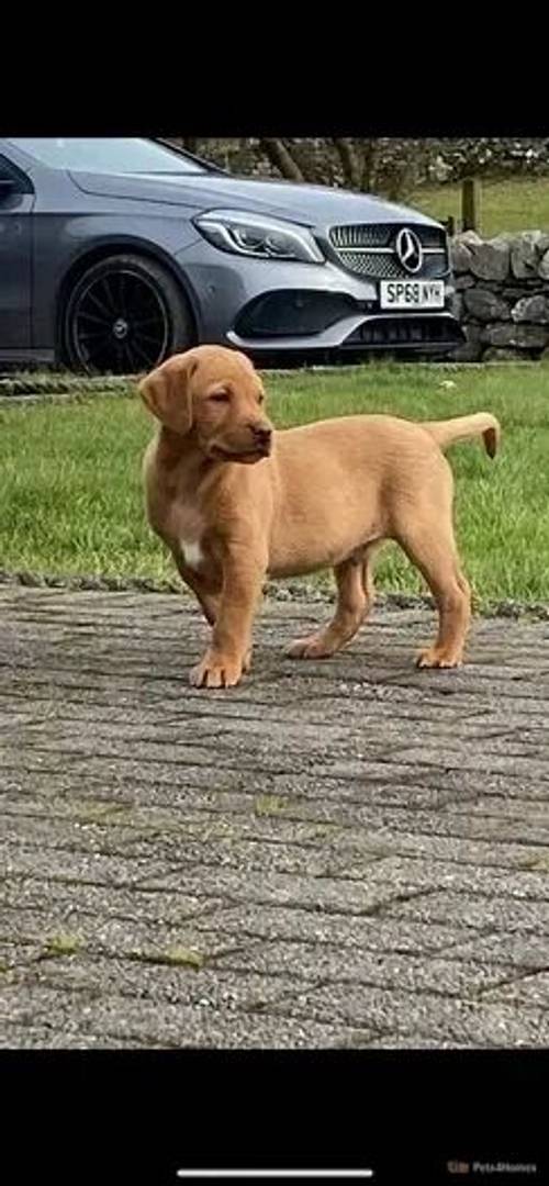 Stunning K.C Registered Fox Red Puppies Ready Now for sale in Blaenau Ffestiniog, Gwynedd - Image 4