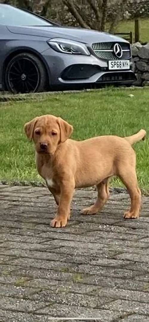 Stunning K.C Registered Fox Red Puppies Ready Now for sale in Blaenau Ffestiniog, Gwynedd - Image 5