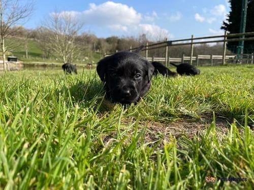 9 lab puppies for sale in Leeswood, Mold - Image 3