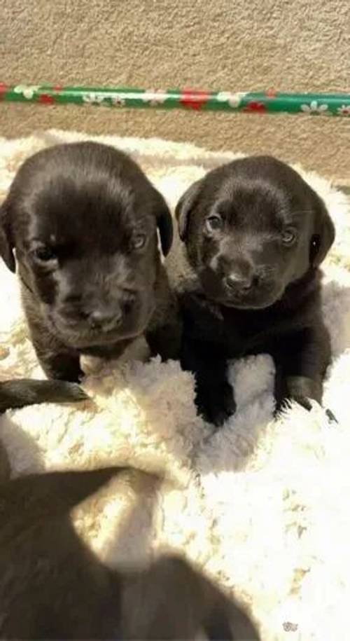 9 lab puppies for sale in Leeswood, Mold - Image 4