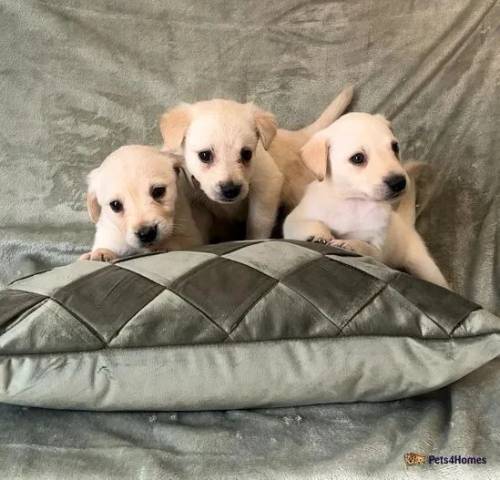 Rare unique champagne puppies for sale in Barnston, Dunmow - Image 4