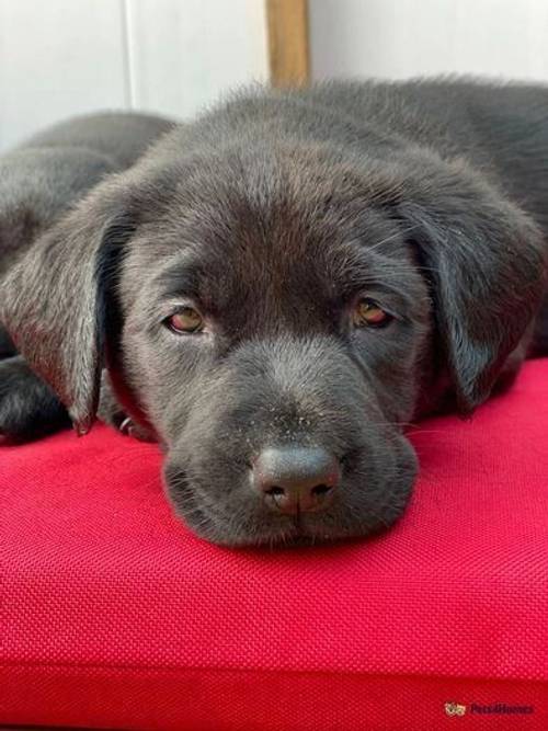 Fantastic litter KC registered Drakeshead Labrador for sale in Henryd, Conwy - Image 1