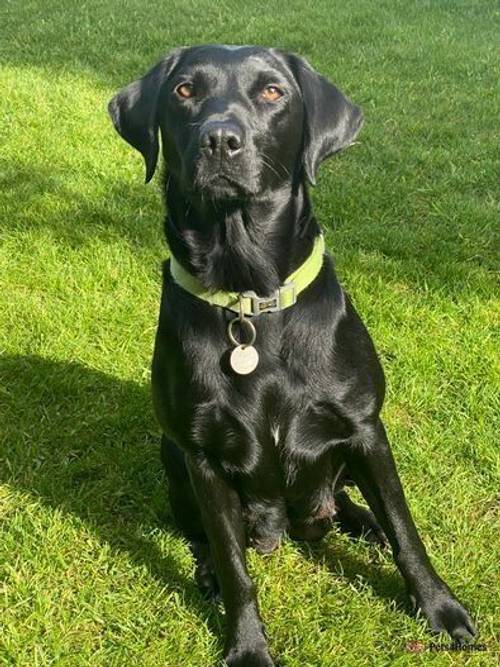 Fantastic litter KC registered Drakeshead Labrador for sale in Henryd, Conwy - Image 3