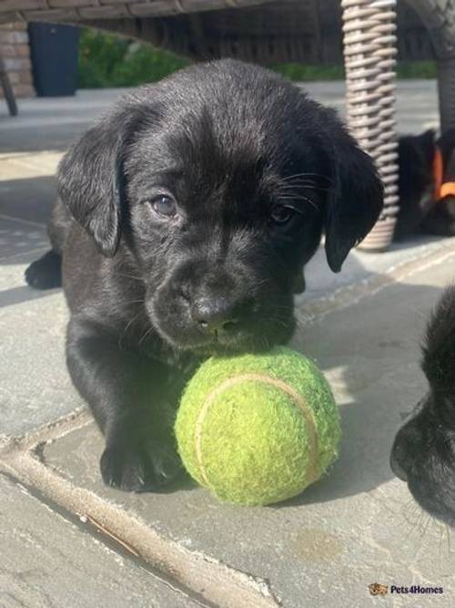 Fantastic litter KC registered Drakeshead Labrador for sale in Henryd, Conwy - Image 4