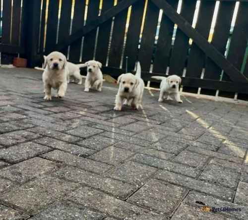 Kc regesterd chunky labrador puppies for sale in Hertburn, Washington - Image 1