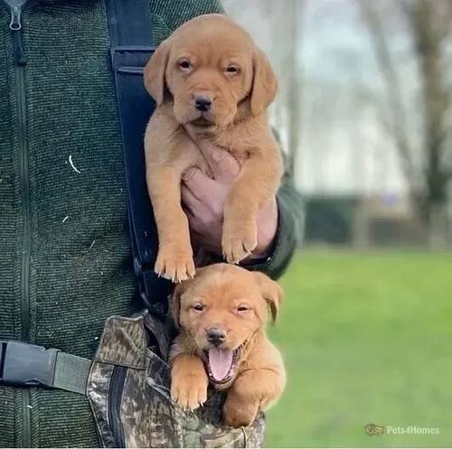 Health Tested red / yellow labrador retriever pups for sale in Churchtown, Southport - Image 2