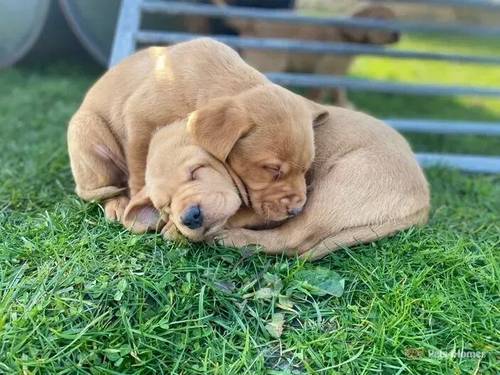 Health Tested red / yellow labrador retriever pups for sale in Churchtown, Southport - Image 4