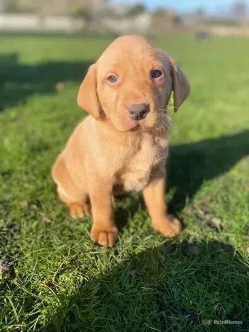 Health Tested red / yellow labrador retriever pups for sale in Churchtown, Southport - Image 5