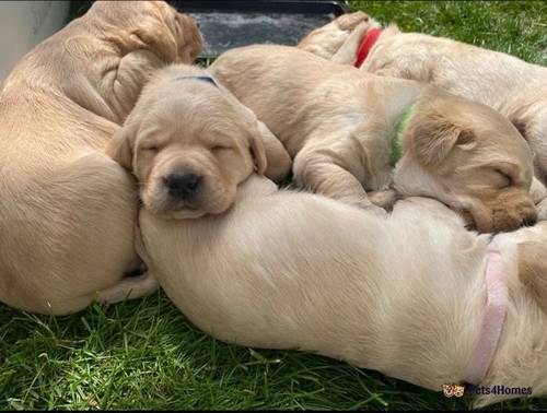 Stunning Labrador Puppies for sale in Long Compton, Staffordshire - Image 1