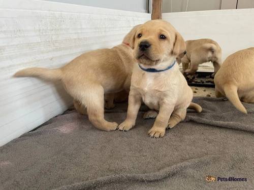 Stunning Labrador Puppies for sale in Long Compton, Staffordshire - Image 2