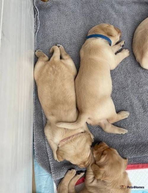 Stunning Labrador Puppies for sale in Long Compton, Staffordshire - Image 5