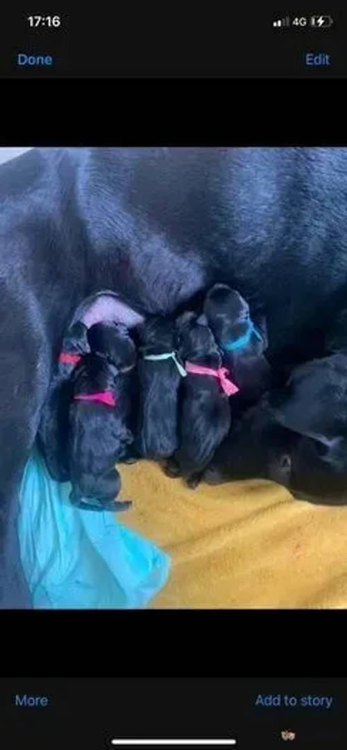 Beautiful black Labradors for sale in Yelland, Barnstaple - Image 1