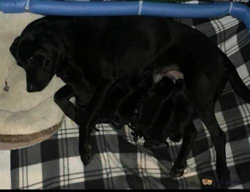 Beautiful black Labradors for sale in Yelland, Barnstaple - Image 2