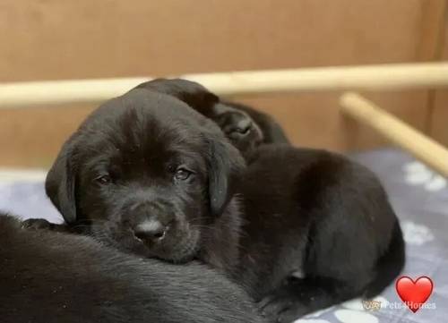 Beautiful Labrador Puppies for sale in Chasetown, Burntwood - Image 2