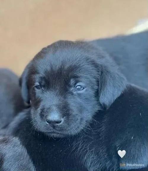 Beautiful Labrador Puppies for sale in Chasetown, Burntwood - Image 5