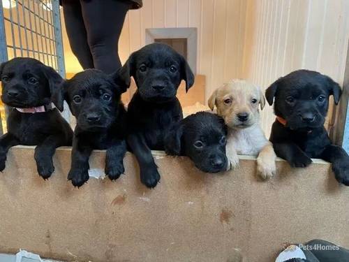 Stunning labrador puppies 3 dogs left!!!! for sale in Ireby, Carnforth - Image 1