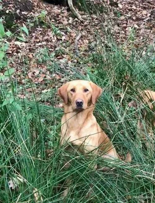 Stunning labrador puppies 3 dogs left!!!! for sale in Ireby, Carnforth - Image 4