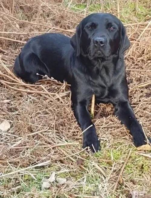 Stunning labrador puppies 3 dogs left!!!! for sale in Ireby, Carnforth - Image 5