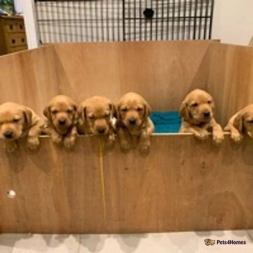 Dark Fox Red Labrador Puppies. Bred by a Vet. for sale in Dillington, Dereham - Image 1