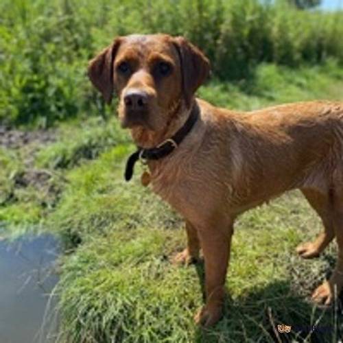 Dark Fox Red Labrador Puppies. Bred by a Vet. for sale in Dillington, Dereham - Image 3