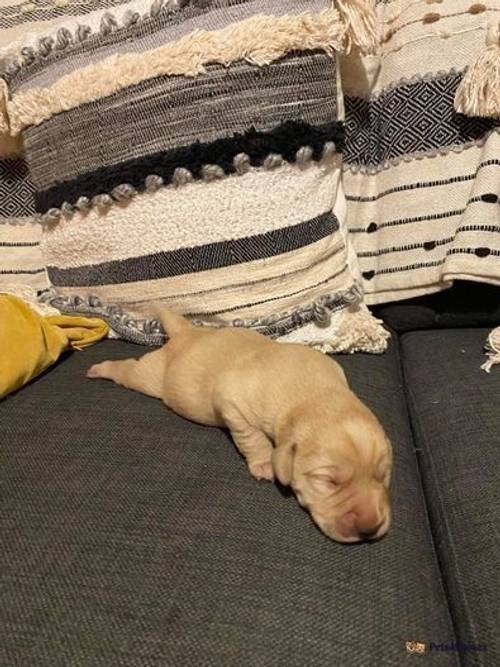 Labrador puppies for sale in Pwll-glâs, Denbighshire - Image 2