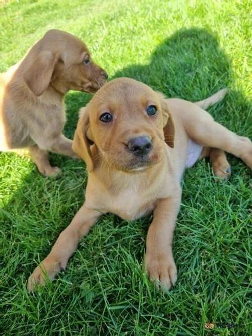 Wonderful KC Health Tested Labrador Puppys RdySoon for sale in Redmere, Ely - Image 4