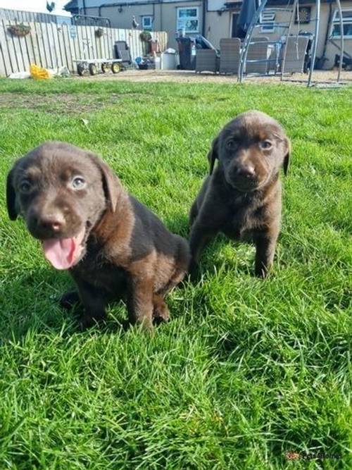 Wonderful KC Health Tested Labrador Puppys RdySoon for sale in Redmere, Ely - Image 5