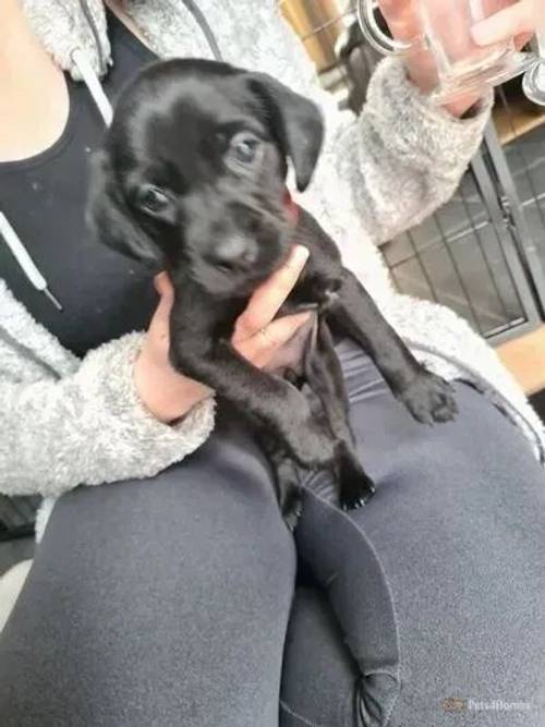 Black kc registered labrador girls for sale in Shepshed, Loughborough - Image 1