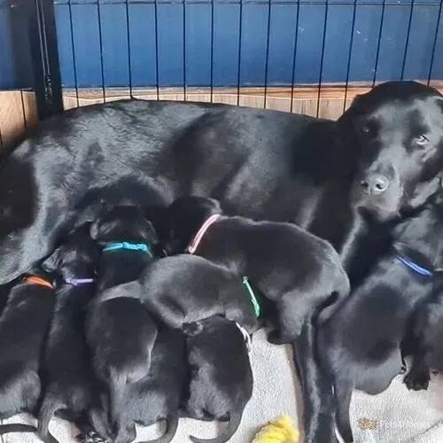 Black kc registered labrador girls for sale in Shepshed, Loughborough - Image 5