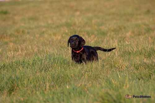 Black Lab Bitch Puppy FTCh sire for sale in Rawridge, Honiton - Image 1