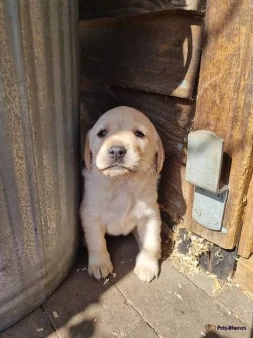 Labrador Puppies for sale in Broom, Alcester - Image 2