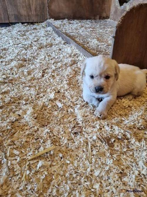 Labrador Puppies for sale in Broom, Alcester - Image 3